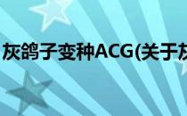 灰鸽子变种ACG(关于灰鸽子变种ACG的简介)