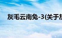 灰毛云南兔-3(关于灰毛云南兔-3的简介)