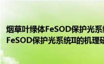 烟草叶绿体FeSOD保护光系统II的机理研究(关于烟草叶绿体FeSOD保护光系统II的机理研究的简介)