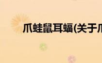 爪蛙鼠耳蝠(关于爪蛙鼠耳蝠的简介)