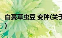 白蔓草虫豆 变种(关于白蔓草虫豆 变种的简介)