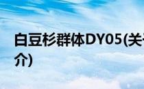 白豆杉群体DY05(关于白豆杉群体DY05的简介)