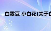 白露豆 小白花(关于白露豆 小白花的简介)