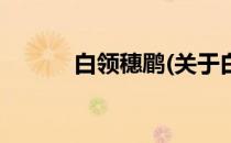 白领穗鹛(关于白领穗鹛的简介)