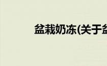 盆栽奶冻(关于盆栽奶冻的简介)