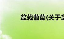 盆栽葡萄(关于盆栽葡萄的简介)