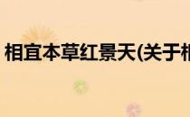 相宜本草红景天(关于相宜本草红景天的简介)