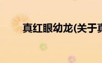 真红眼幼龙(关于真红眼幼龙的简介)