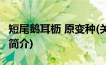 短尾鹅耳枥 原变种(关于短尾鹅耳枥 原变种的简介)