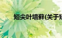 短尖叶墙藓(关于短尖叶墙藓的简介)