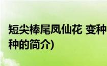 短尖棒尾凤仙花 变种(关于短尖棒尾凤仙花 变种的简介)