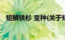 矩鳞铁杉 变种(关于矩鳞铁杉 变种的简介)
