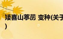 矮喜山葶苈 变种(关于矮喜山葶苈 变种的简介)
