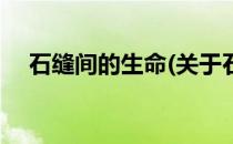 石缝间的生命(关于石缝间的生命的简介)