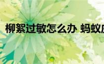 柳絮过敏怎么办 蚂蚁庄园4月19日答案最新