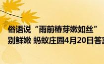 俗语说“雨前椿芽嫩如丝”，说的是哪个节气上市的香椿特别鲜嫩 蚂蚁庄园4月20日答案最新