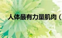 人体最有力量肌肉（人体最有力的肌肉）