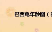 巴西龟年龄图（巴西龟年龄图解）