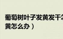 葡萄树叶子发黄发干怎么回事（葡萄树叶子发黄怎么办）