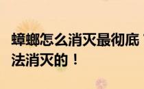 蟑螂怎么消灭最彻底？所有蟑螂都是用这种土法消灭的！