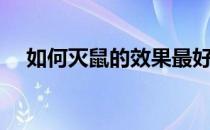 如何灭鼠的效果最好（如何灭鼠最有效）