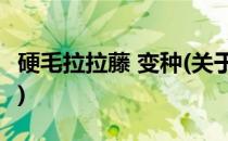 硬毛拉拉藤 变种(关于硬毛拉拉藤 变种的简介)
