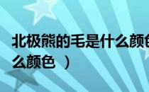 北极熊的毛是什么颜色的（北极熊的皮肤是什么颜色 ）