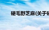 硬毛野芝麻(关于硬毛野芝麻的简介)