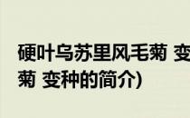 硬叶乌苏里风毛菊 变种(关于硬叶乌苏里风毛菊 变种的简介)