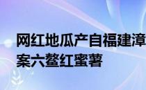 网红地瓜产自福建漳浦县吗 蚂蚁新村今日答案六鳌红蜜薯