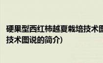 硬果型西红柿越夏栽培技术图说(关于硬果型西红柿越夏栽培技术图说的简介)