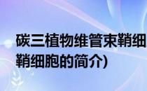 碳三植物维管束鞘细胞(关于碳三植物维管束鞘细胞的简介)