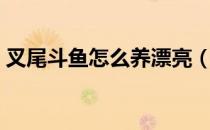 叉尾斗鱼怎么养漂亮（叉尾斗鱼怎么分公母）