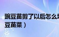 豌豆苗剪了以后怎么培养第二茬（如何种植豌豆苗菜）