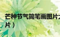 芒种节气简笔画图片大全（芒种节气简笔画图片）