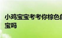 小鸡宝宝考考你棕色的小熊猫，是大熊猫的宝宝吗