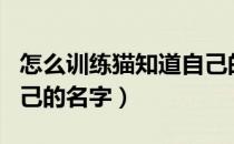怎么训练猫知道自己的名字（怎么让猫知道自己的名字）