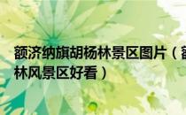 额济纳旗胡杨林景区图片（额济纳旗有几片胡杨林哪个胡杨林风景区好看）
