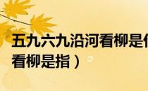 五九六九沿河看柳是什么意思（五九六九河边看柳是指）