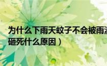 为什么下雨天蚊子不会被雨滴砸死（下雨天蚊子不会被雨滴砸死什么原因）