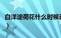 白洋淀荷花什么时候开（白洋淀荷花几月开花）
