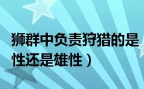 狮群中负责狩猎的是（狮群中负责狩猎的是雌性还是雄性）
