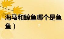 海马和鲸鱼哪个是鱼（海马和鲸鱼到底哪个是鱼）