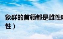 象群的首领都是雌性吗（象群的首领是不是雌性）