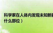 科学家在人体内发现未知新器官是怎么回事（人体新器官是什么部位）