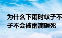 为什么下雨时蚊子不会被雨滴砸死 为什么蚊子不会被雨滴砸死