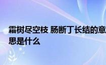 霜树尽空枝 肠断丁长结的意思 霜树尽空枝 肠断丁长结的意思是什么