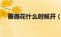 蔷薇花什么时候开（蔷薇花的开花时间）
