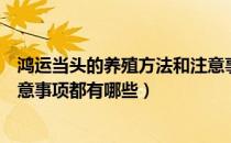 鸿运当头的养殖方法和注意事项（鸿运当头的养殖方法和注意事项都有哪些）