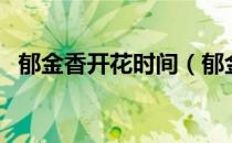 郁金香开花时间（郁金香开花时间是多久）